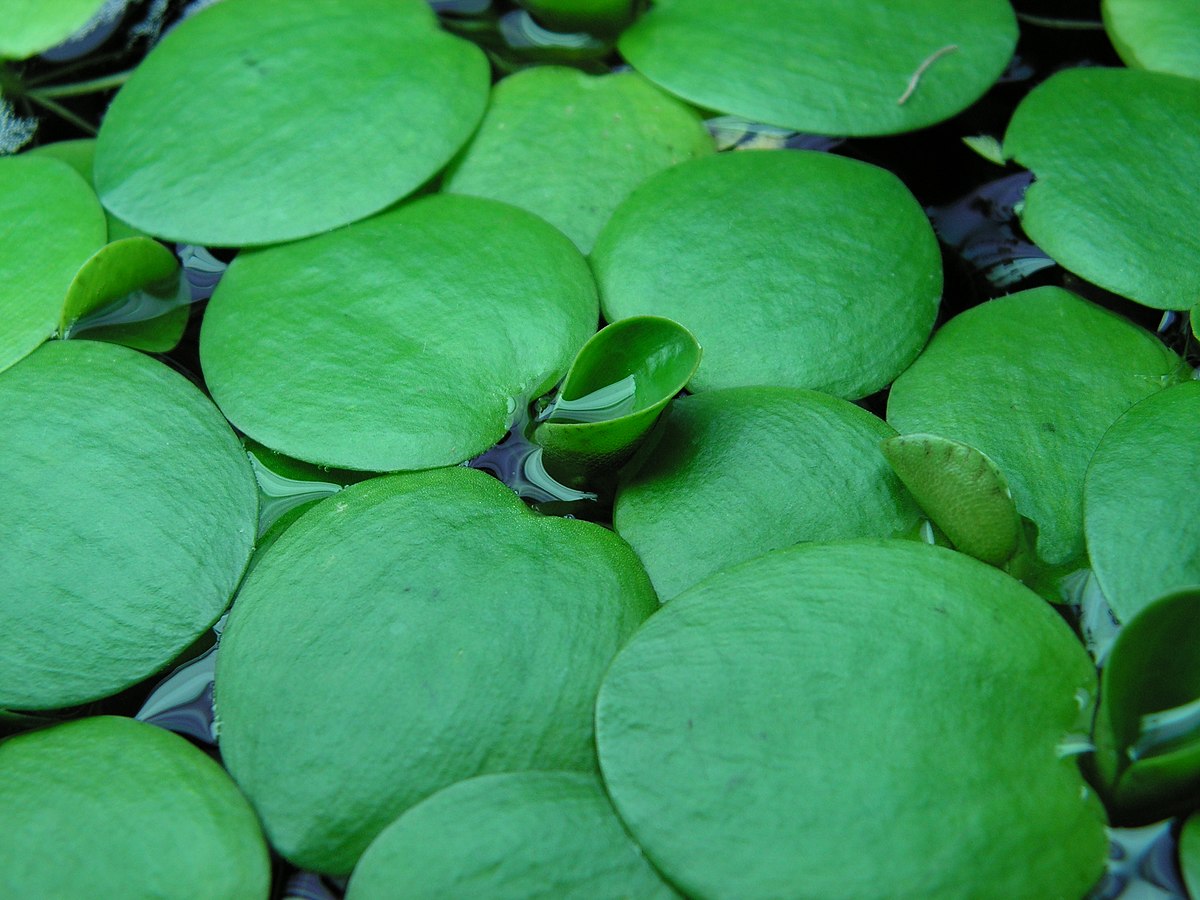 Limnobium Laevigatum (Amazon Frogbit)