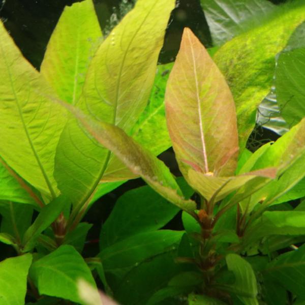 Hygrophila Corymbosa (Kızıl Limon)