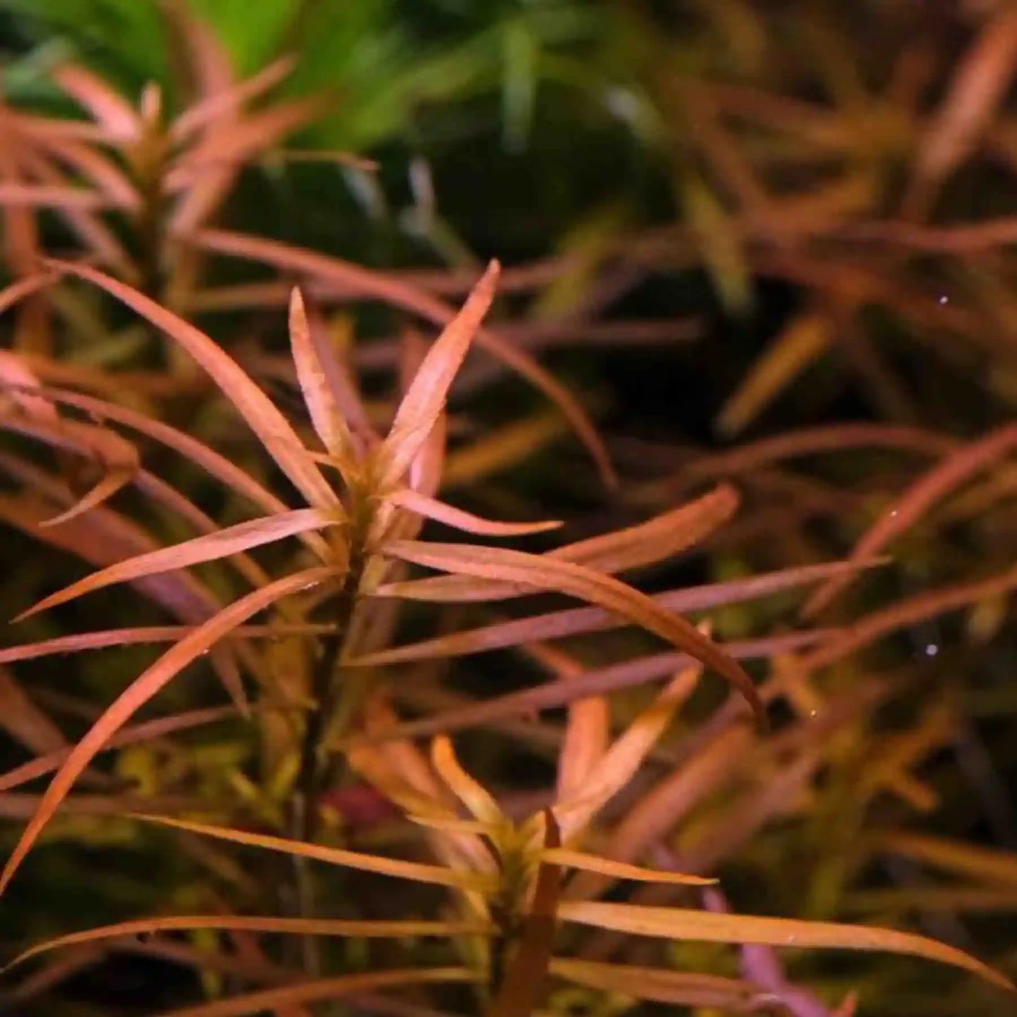 Ludwigia Brevipes