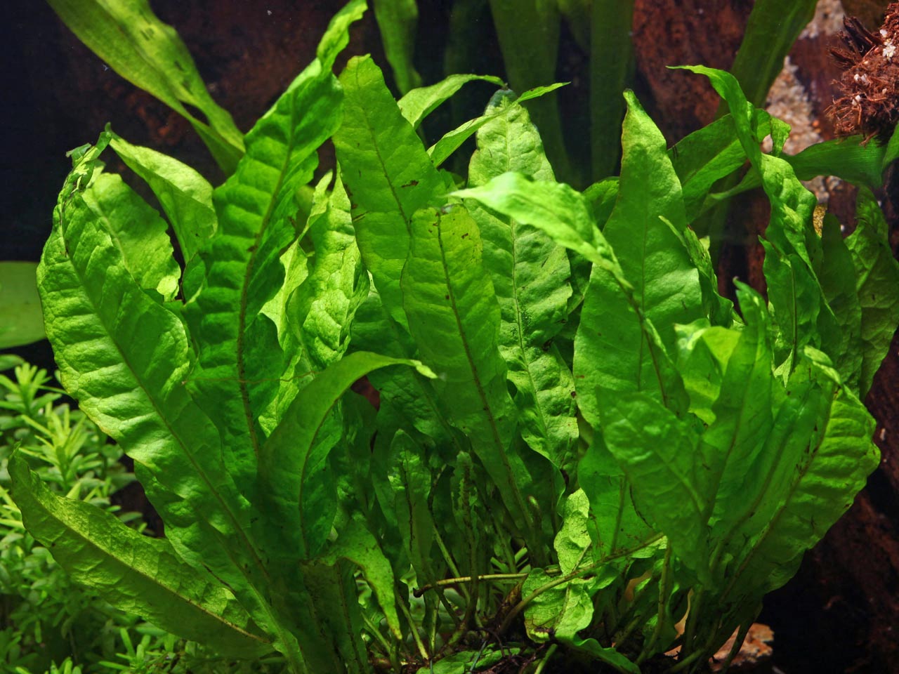 Microsorum Pteropus (java fern)