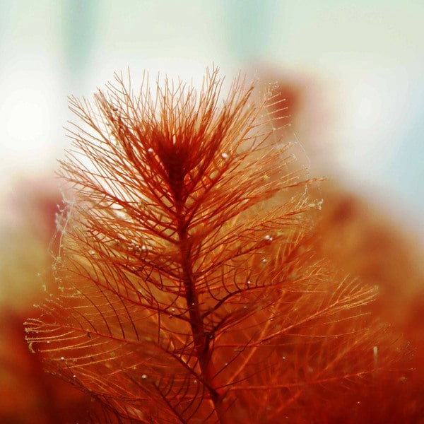 Myriophyllum Tuberculatum