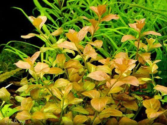 Ludwigia Ovalis (Oval Gül)