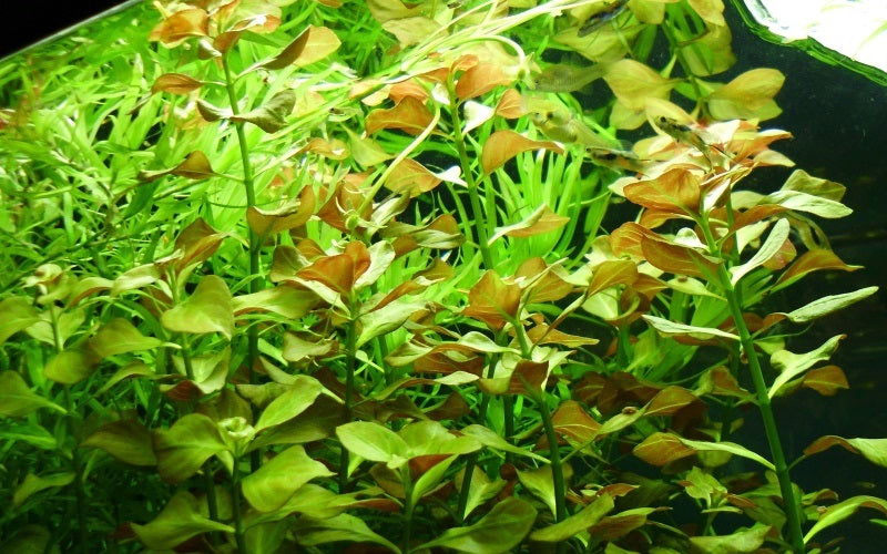 Ludwigia Ovalis (Oval Gül)