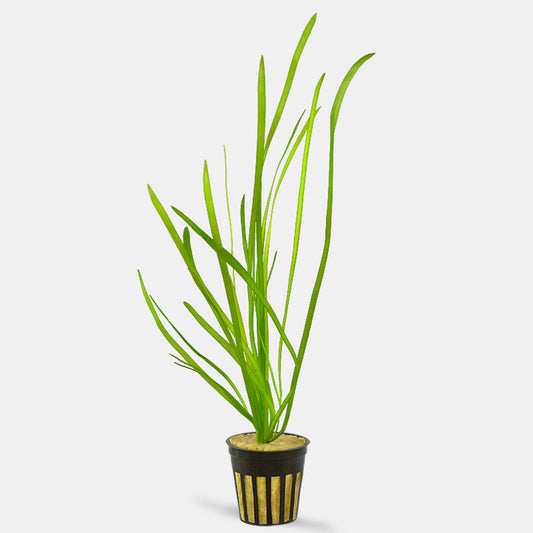 Vallisneria Spiralis (Saz)