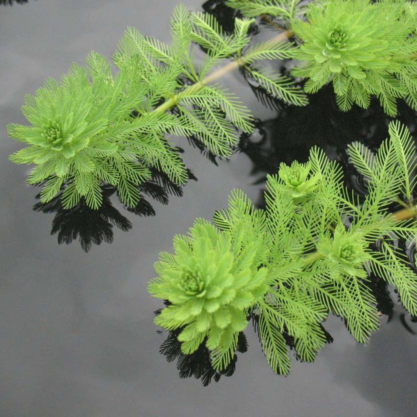 Myriophyllum Aquaticum