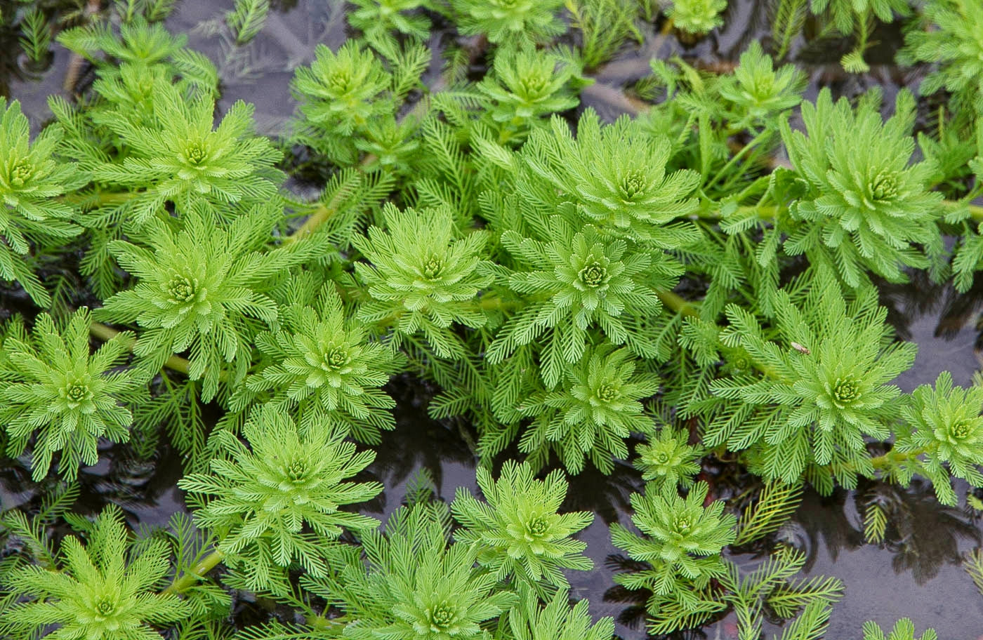 Myriophyllum Aquaticum