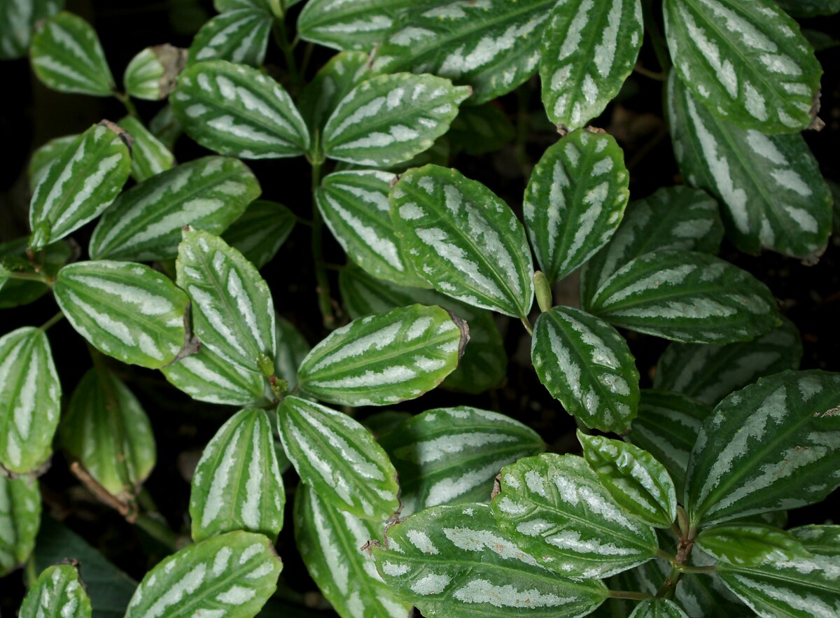 Pilea Cadierei Nana