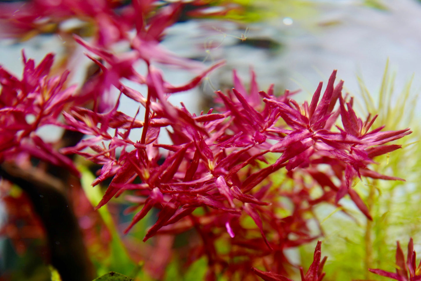 Rotala Macrandra Mini Pink