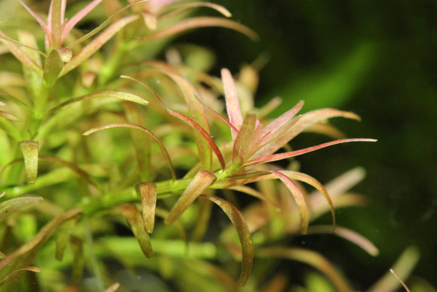 Rotala Mexicana Bangladesh