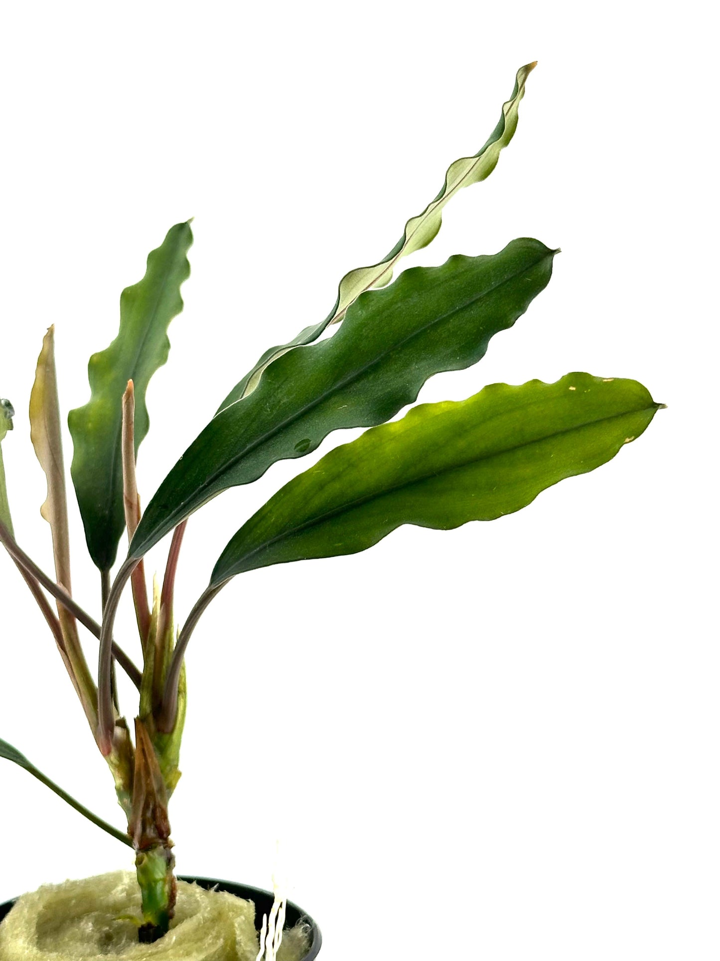 Bucephalandra green broad leaf