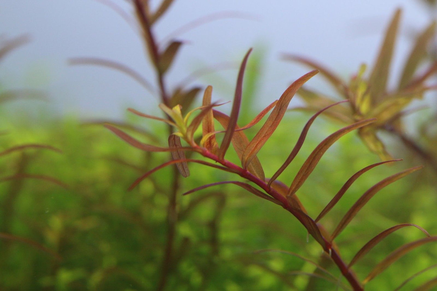 Rotala Colorota