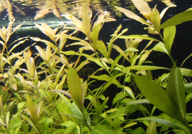 Hygrophila Polysperma Ceylon (Zeytin)