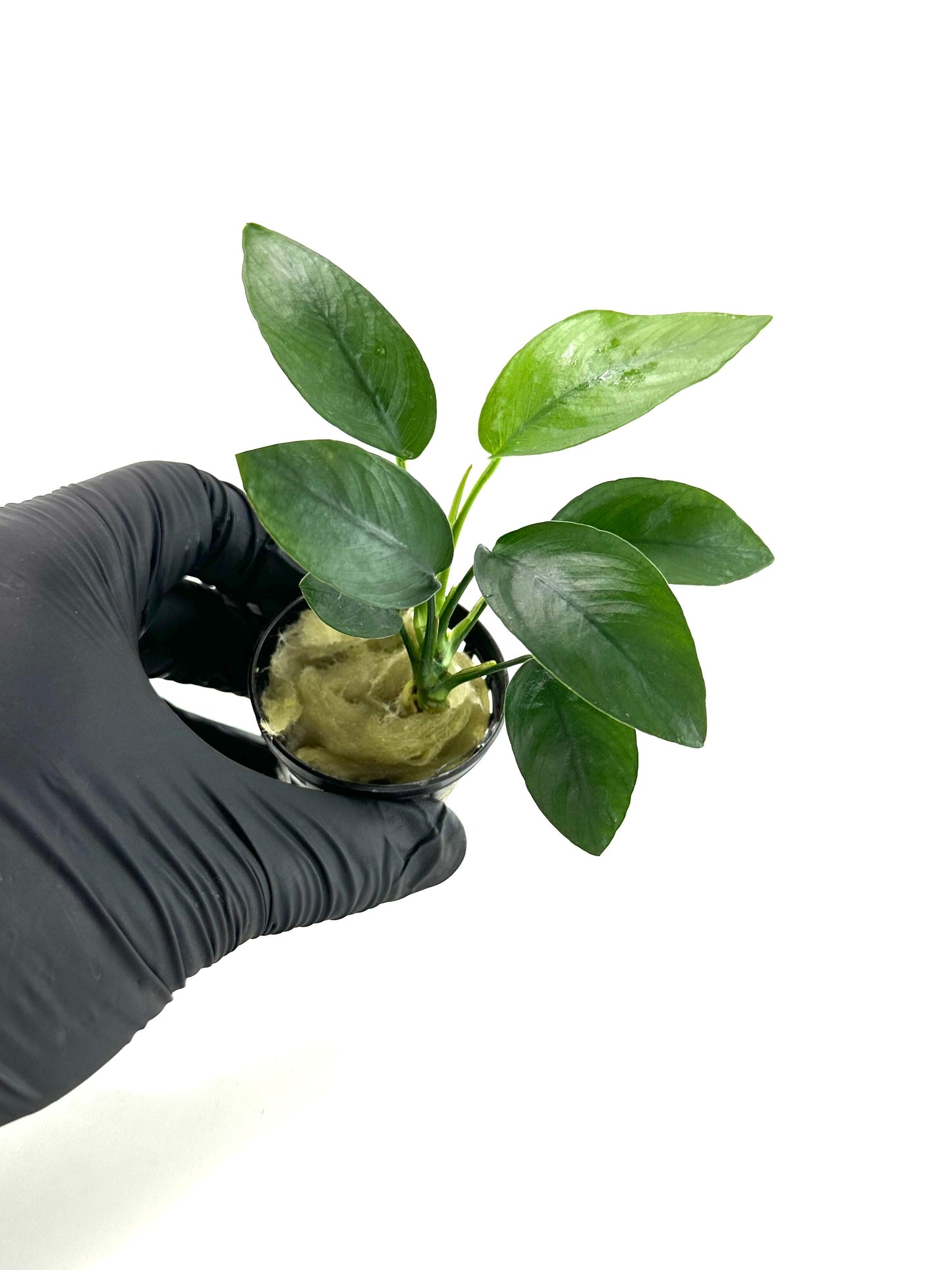 Anubias barteri var nana (Type D)