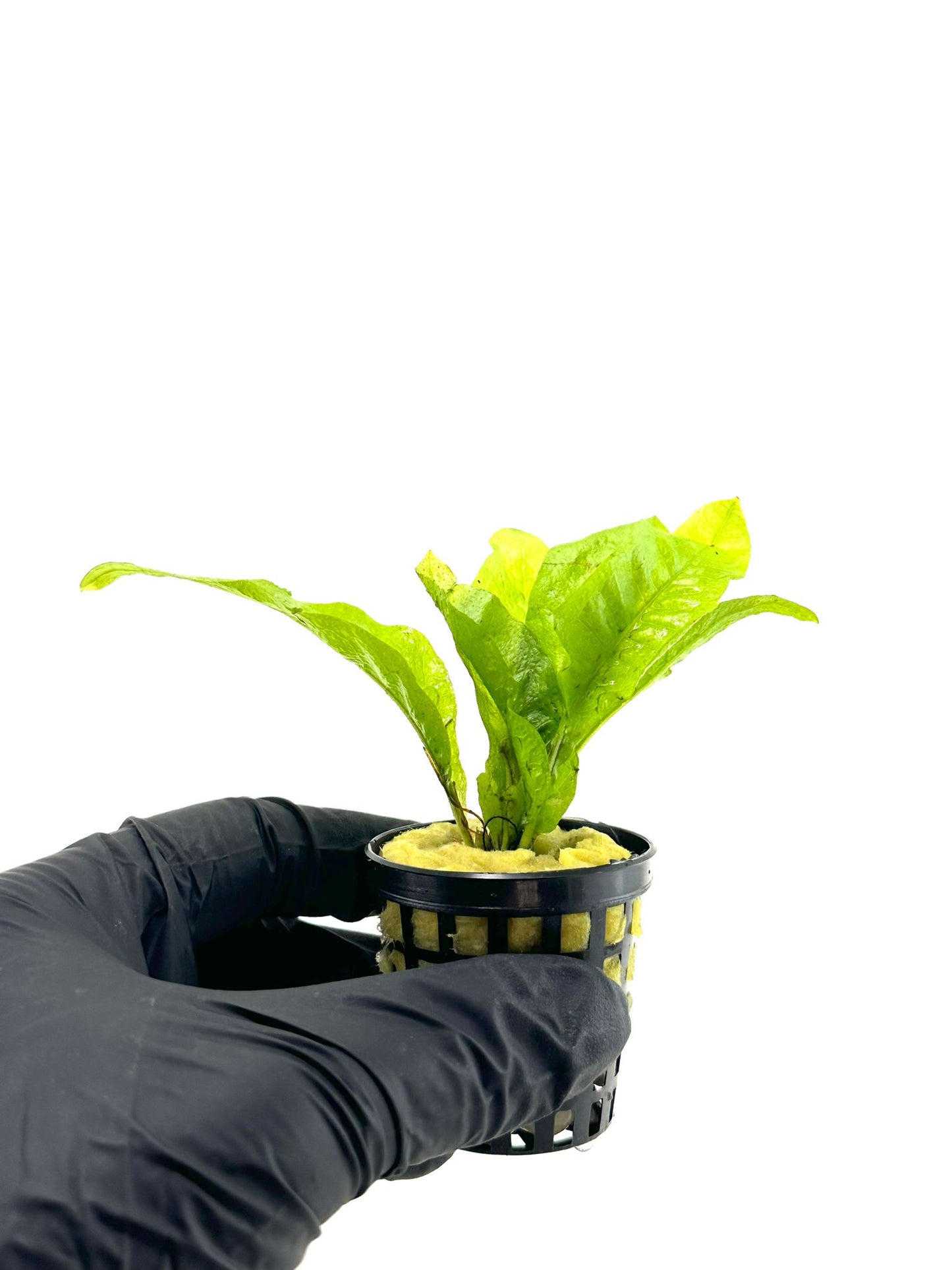 Microsorum Pteropus (java fern)