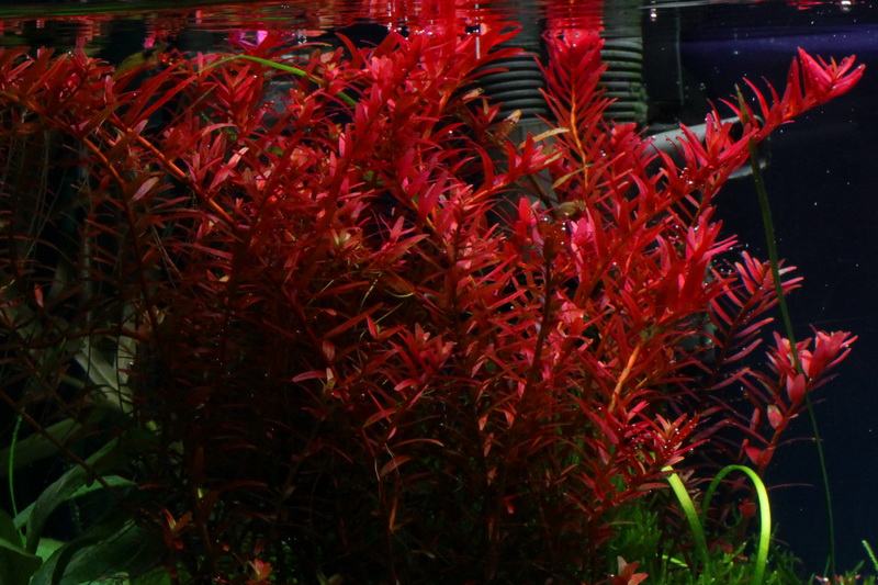 Rotala Colorota