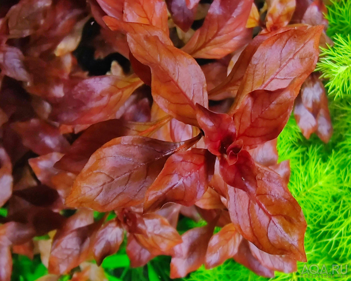 Ludwigia Super Red