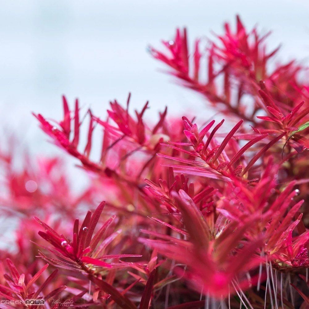 Rotala İndica Red
