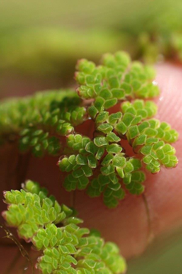 Azolla Caroliniana (Su üstü)