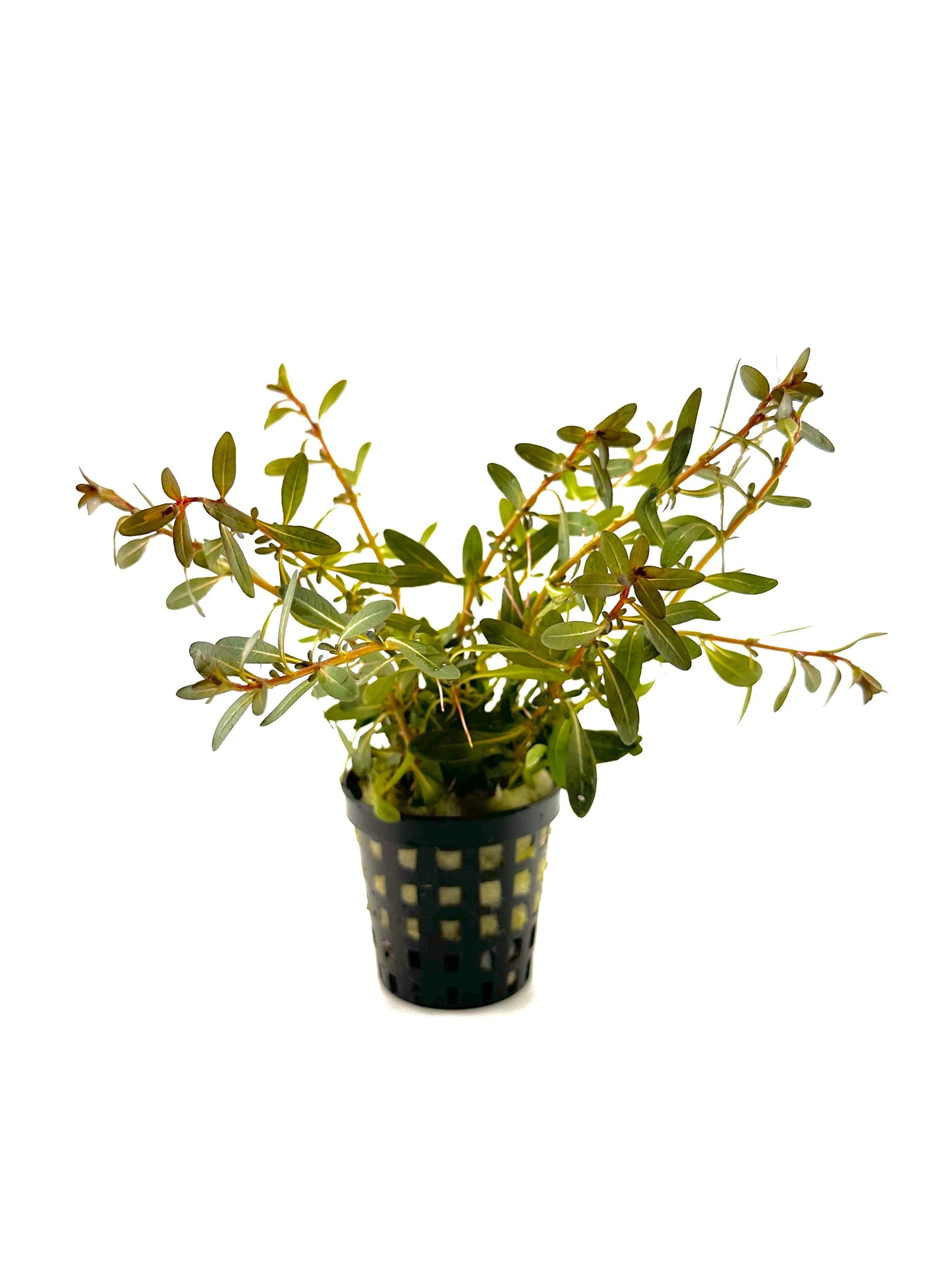 Ludwigia inclinata red