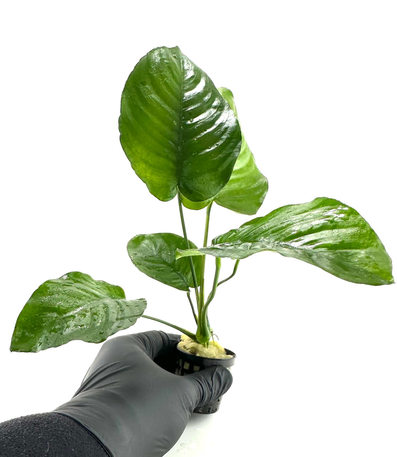 Anubias barteri broad leaf (XL 25CM)