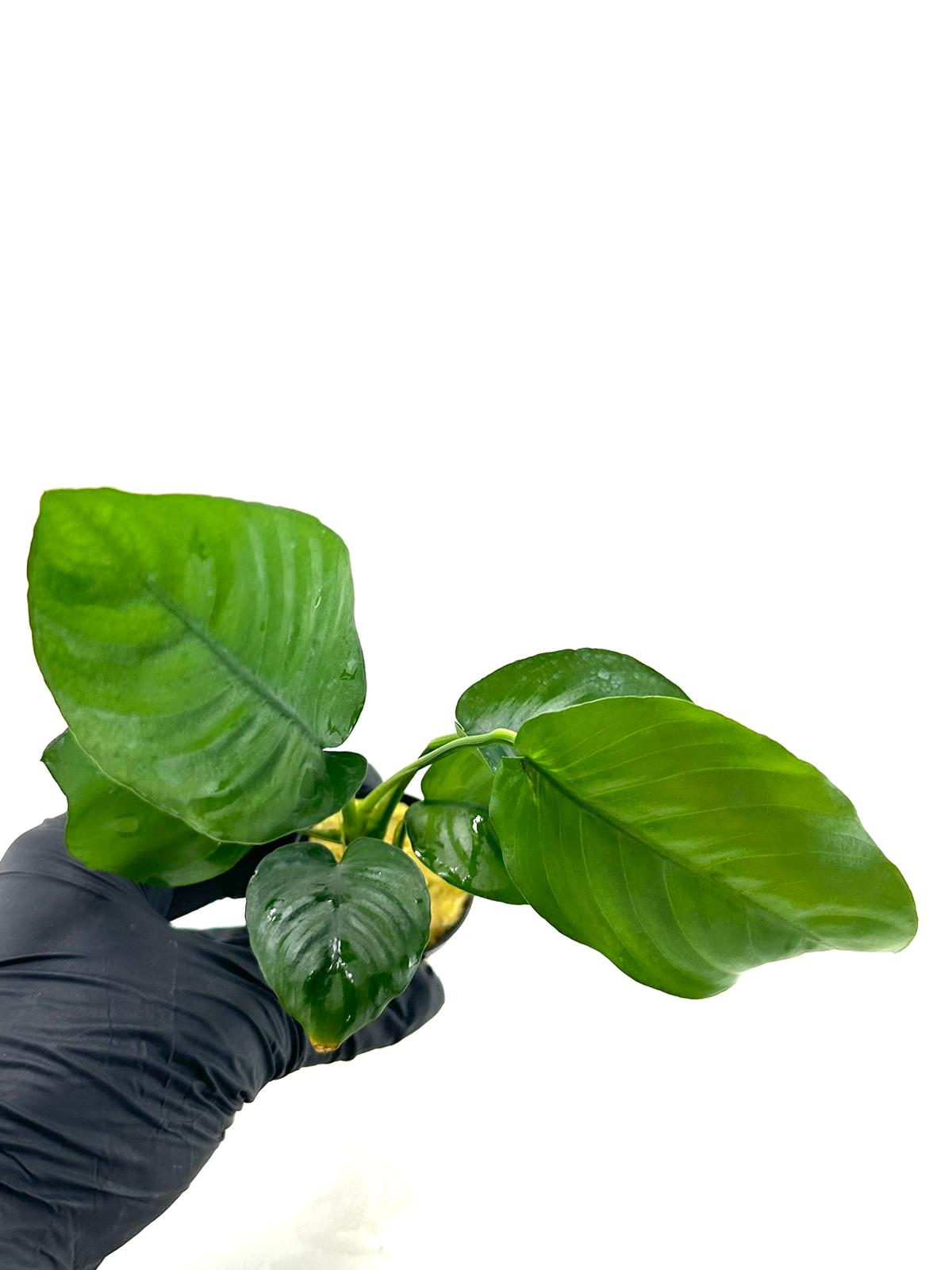 Anubias Barteri Broad Leaf