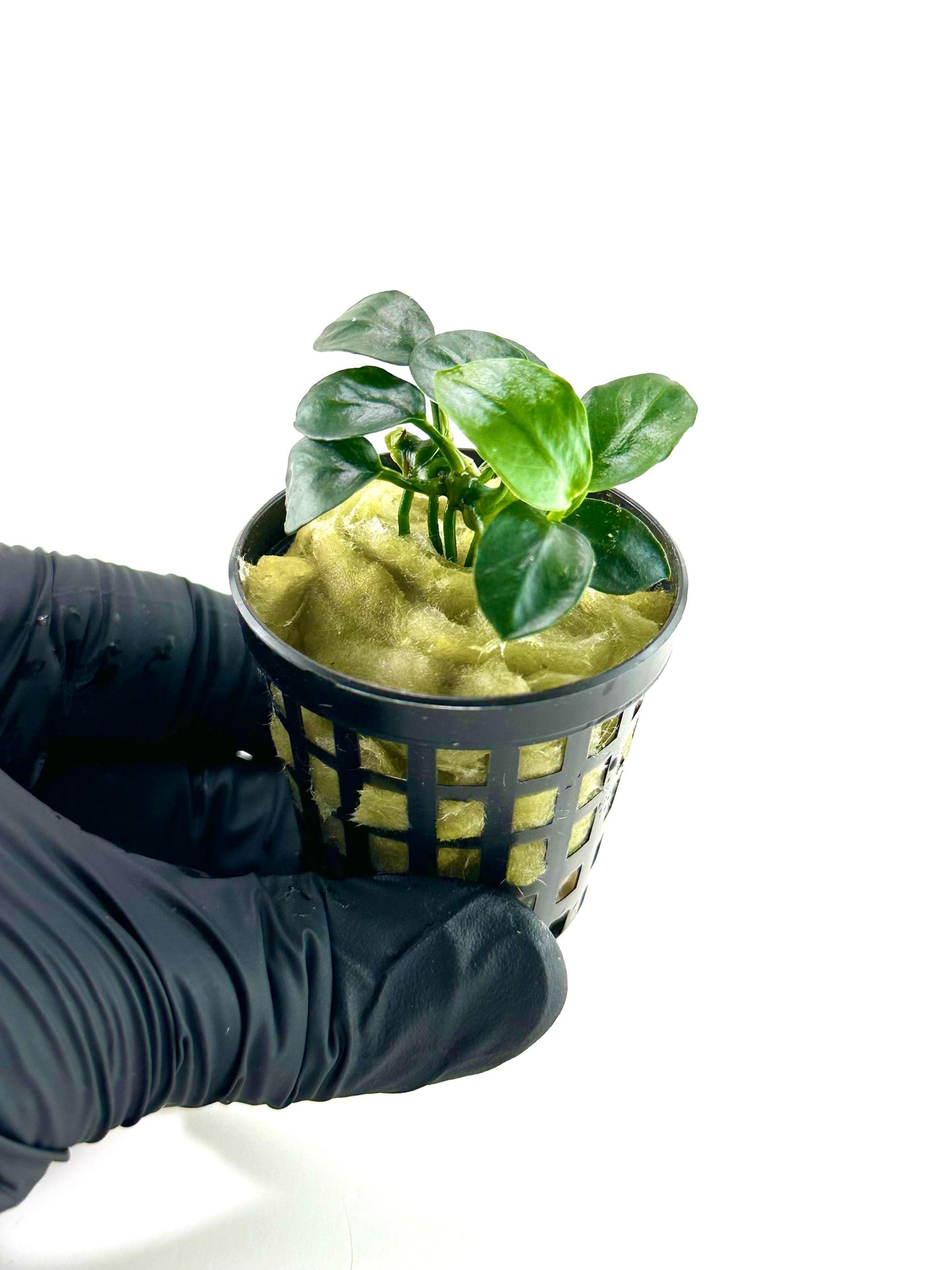 Anubias barteri petite round