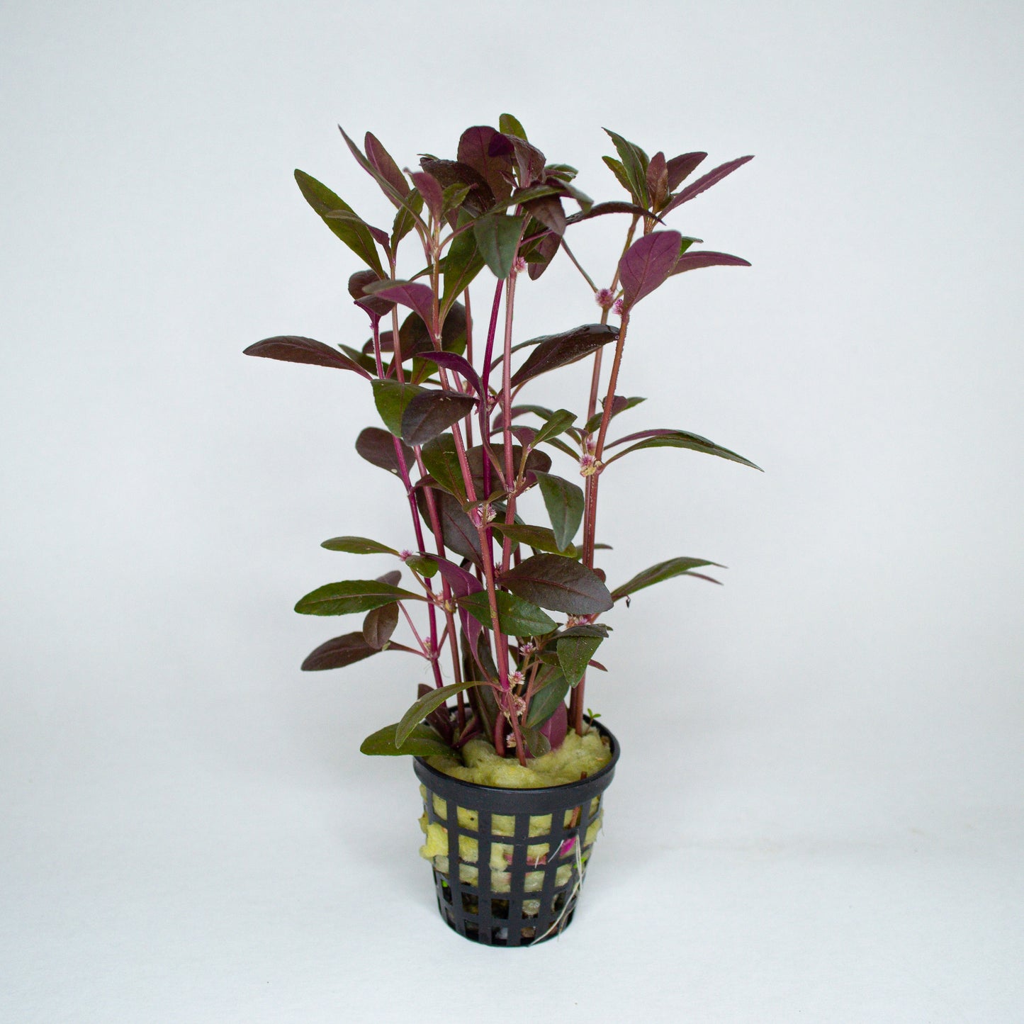 Alternanthera Sessilis Red