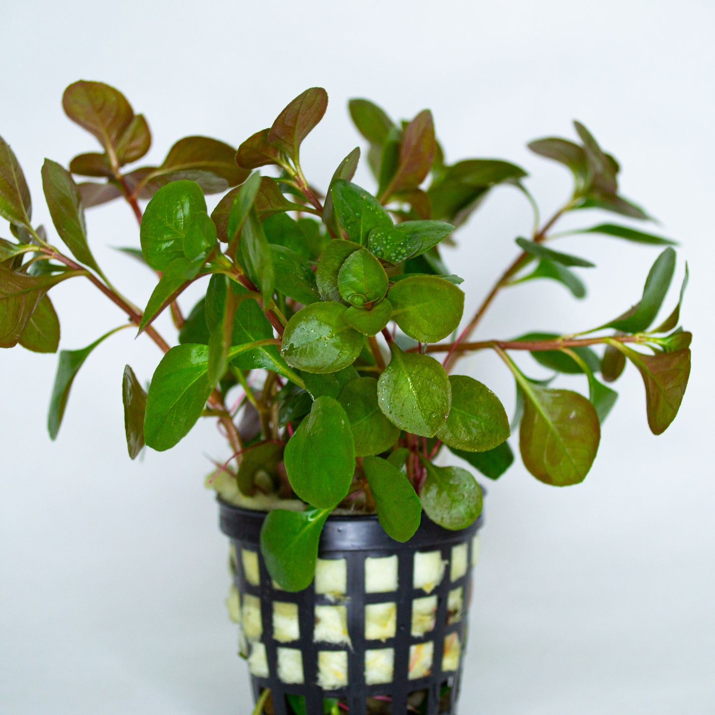 Ludwigia Ovalis (Oval Gül)