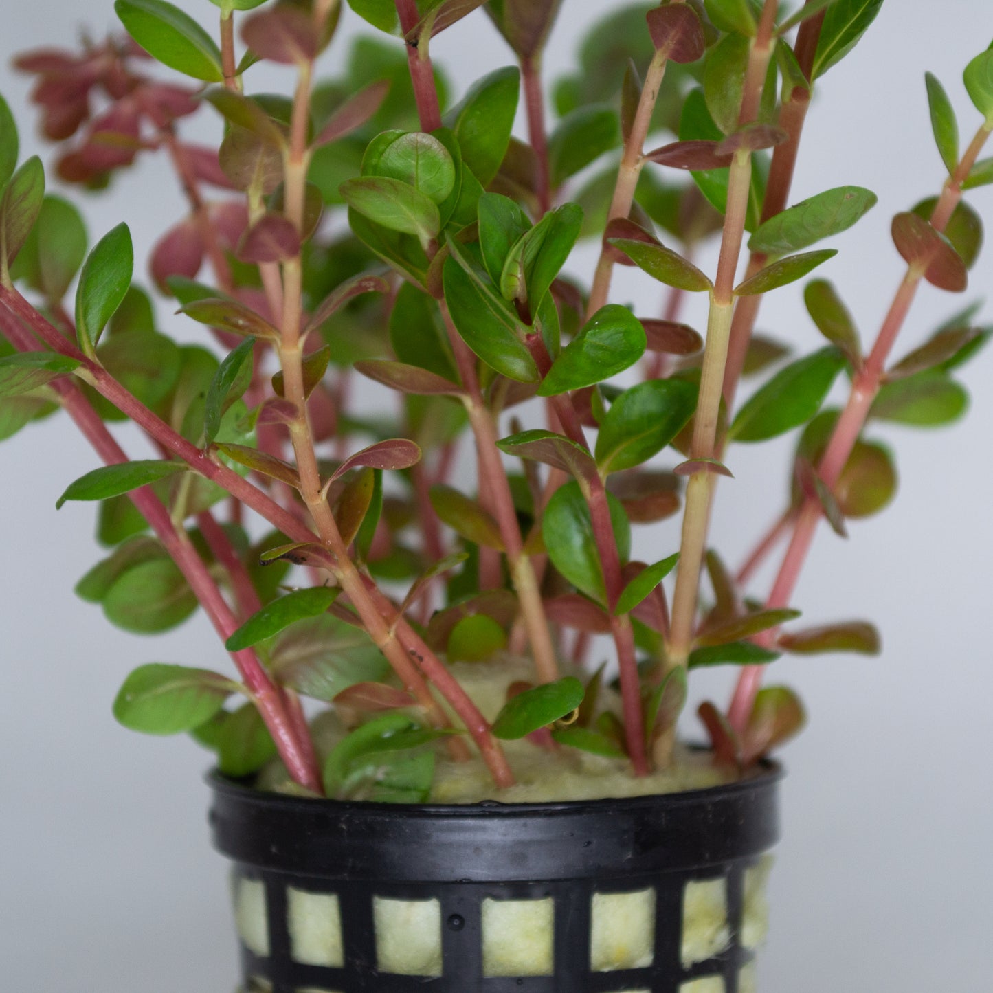 Rotala Macrandra Mini Pink