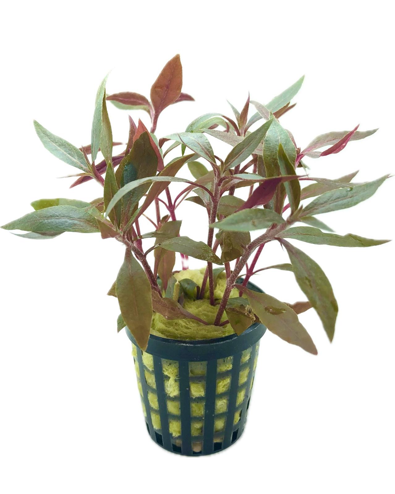 Alternanthera Reineckii mini