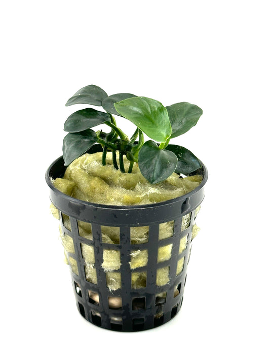 Anubias barteri petite round