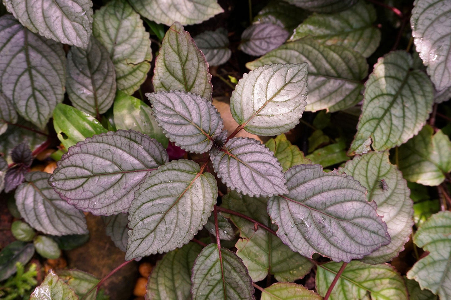 Hemigraphis Purple Waffle