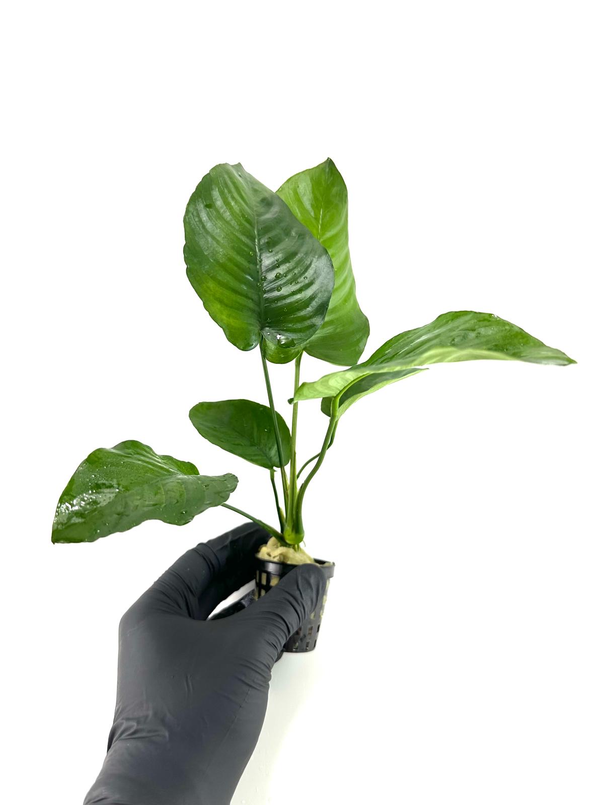 Anubias barteri broad leaf (XL 25CM)