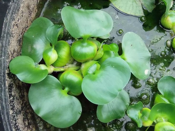 Eichornia Crassipes (Su Sümbülü)