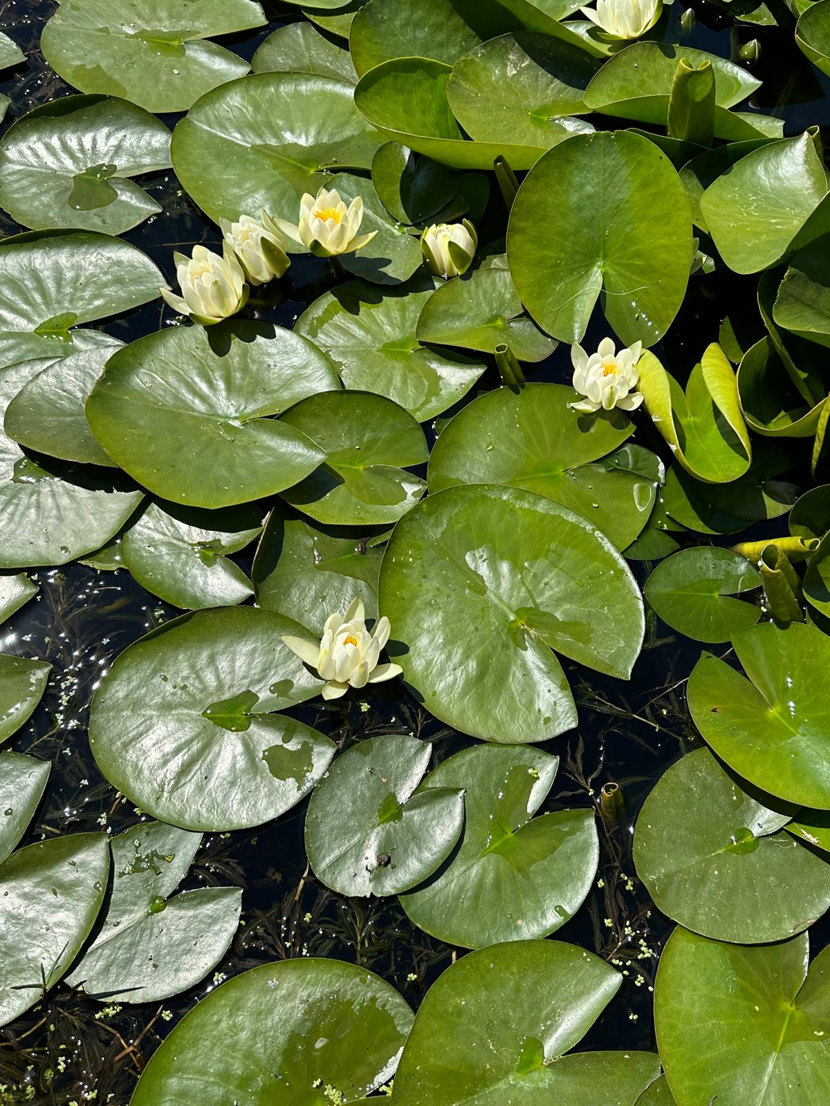 Nymphaea alba (Beyaz çiçekli Nilüfer)