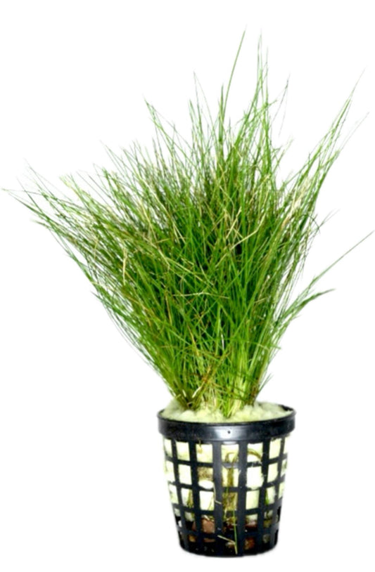 Eleocharis Parvula