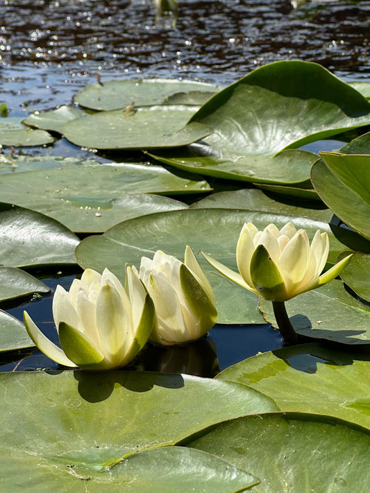 Nymphaea alba (Beyaz çiçekli Nilüfer)