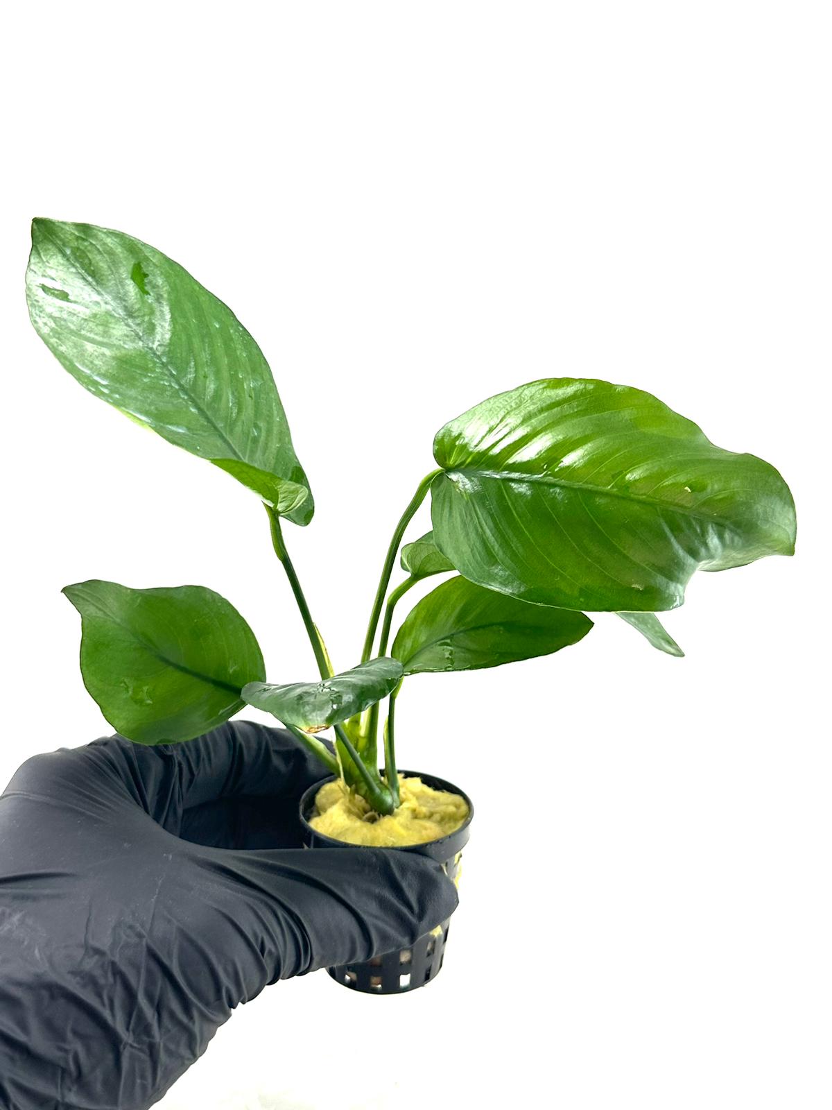 Anubias Barteri Broad Leaf