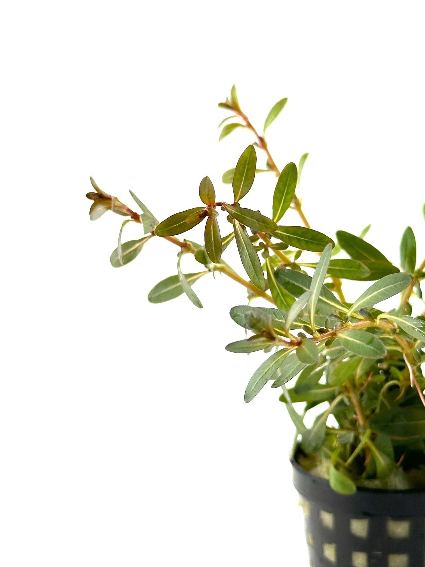 Ludwigia inclinata red