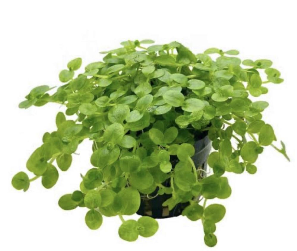 Bacopa Australis