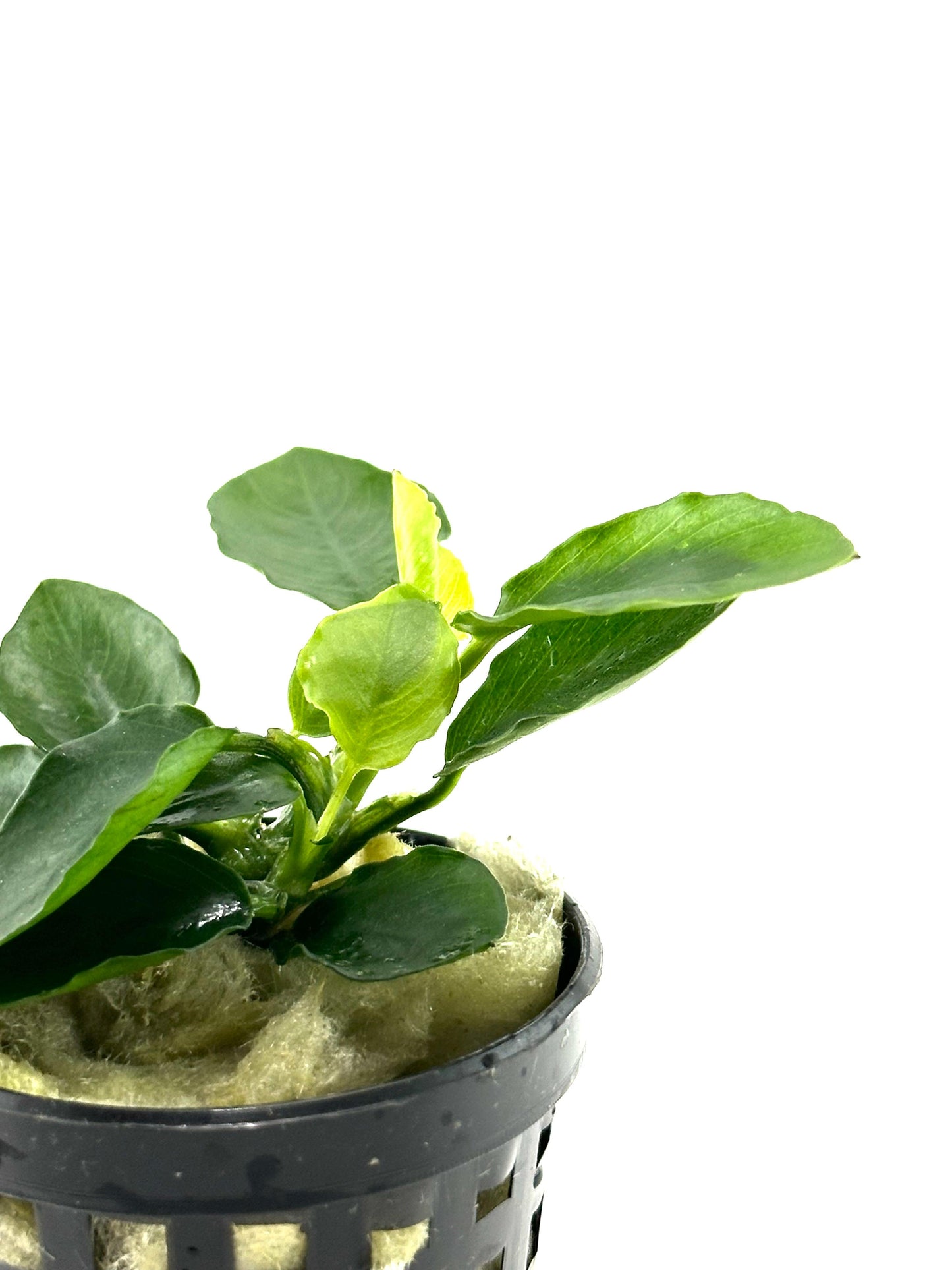 Anubias barteri var nana (long wavy)