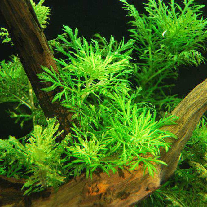 Hygrophila Difformis (Çınar)