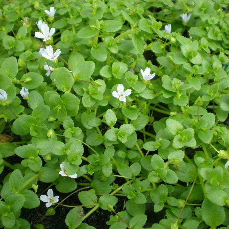 Bacopa Australis