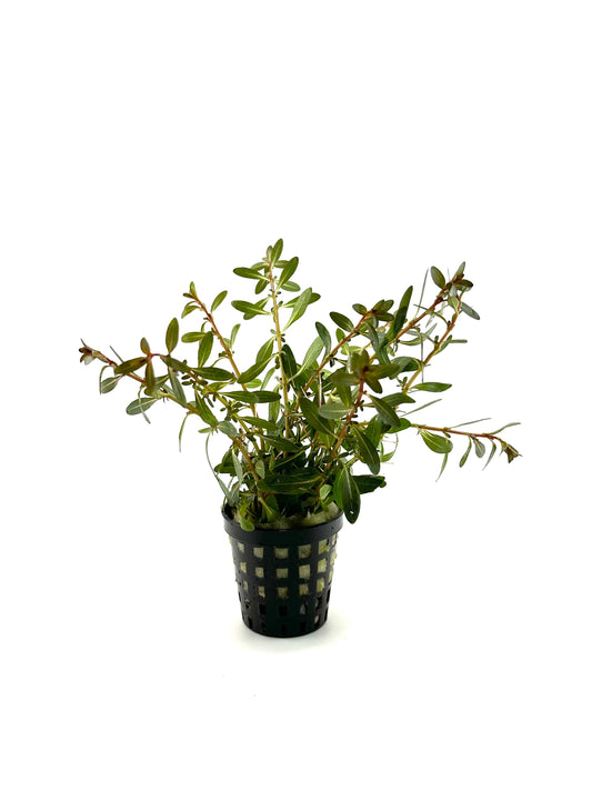 Ludwigia inclinata red