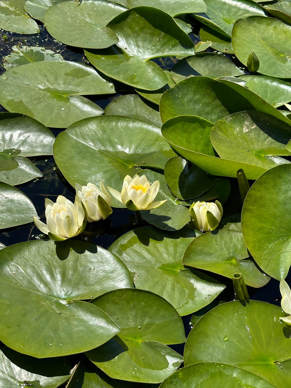 Nymphaea alba (Beyaz çiçekli Nilüfer)