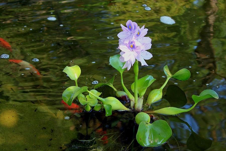 Eichornia Crassipes (Su Sümbülü)