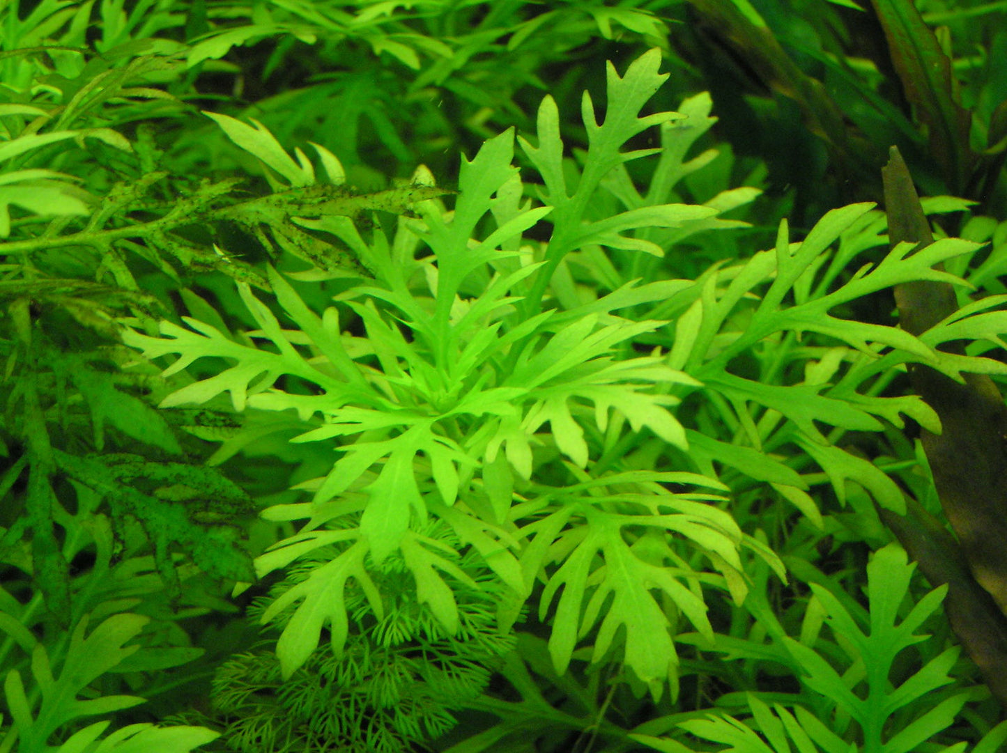 Hygrophila Difformis (Çınar)