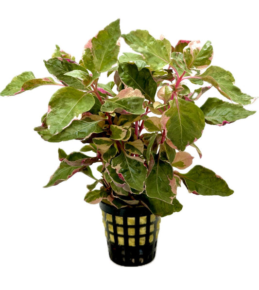 Alternanthera BTZ pink