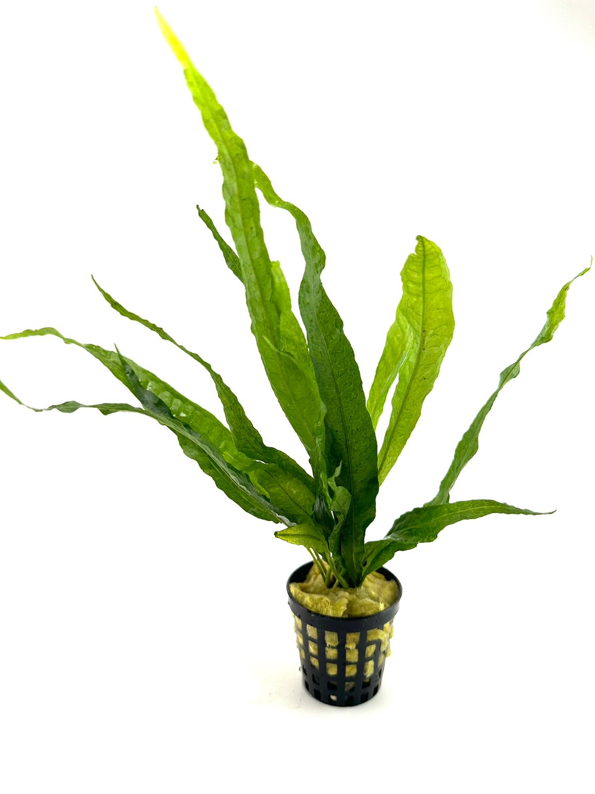 Microsorum Pteropus (Dev java fern) – Koi Botanik