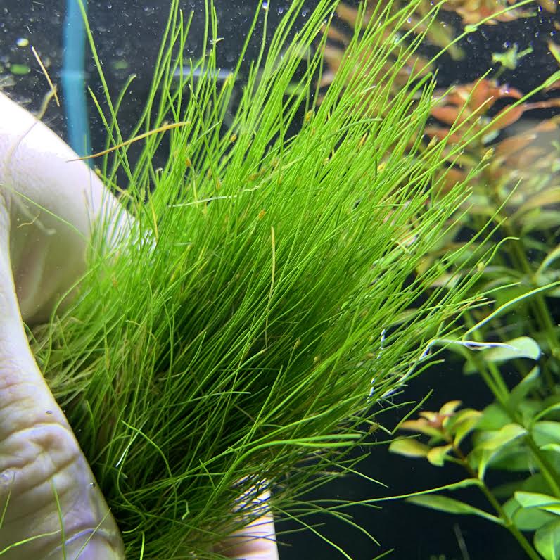 Eleocharis Parvula